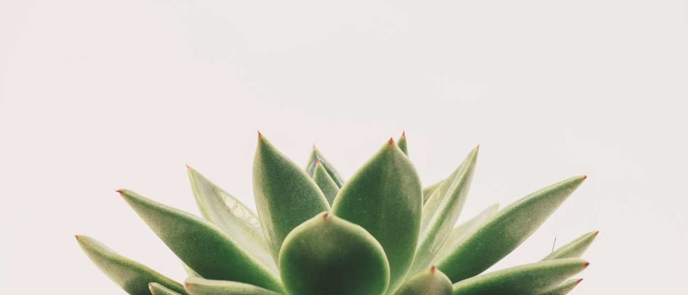 pexels-scottwebb-1931143